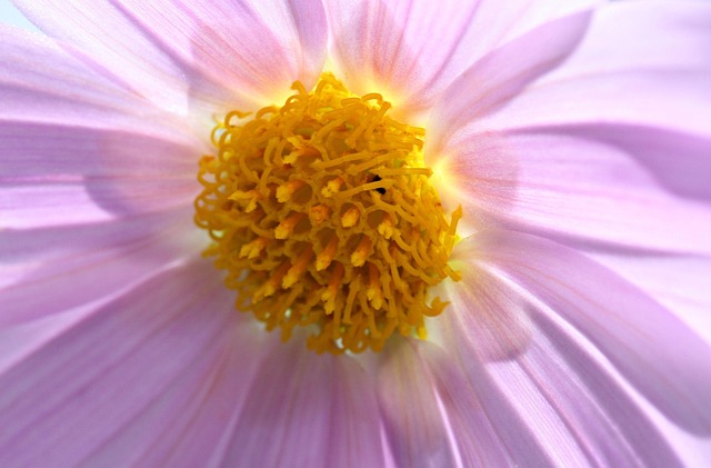 Free Flower Pink photo and picture