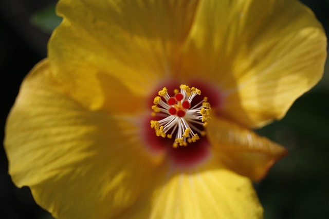 Free Yellow Flower photo and picture