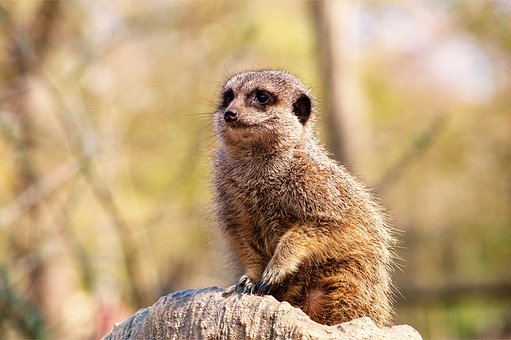 Free Meerkat Zoo photo and picture