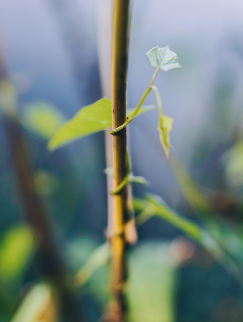 Free Macro Flower Wallpaper photo and picture