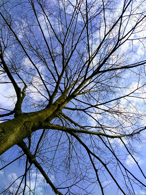 Free Tree Day photo and picture