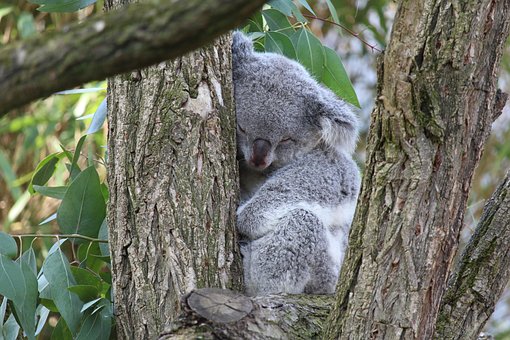 Free Koala Bear Koala photo and picture