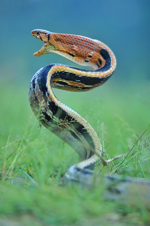 Snake Animmal Snake Animal Green - Free photo on Pixabay