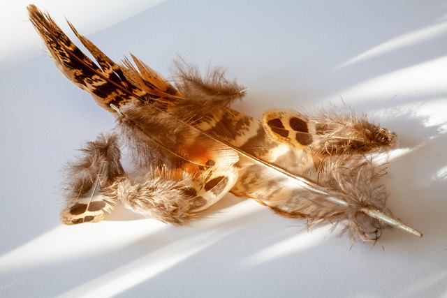 Free Feathers Fluff photo and picture