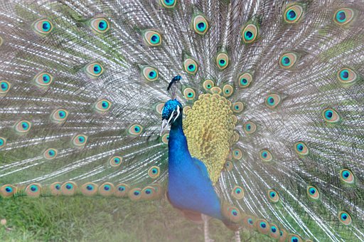 Pfau, Zoo, Vogel, Blau, Farbe, Die Natur