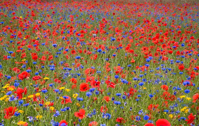 Amapola, Flor, Rojo, Campo, El Verano
