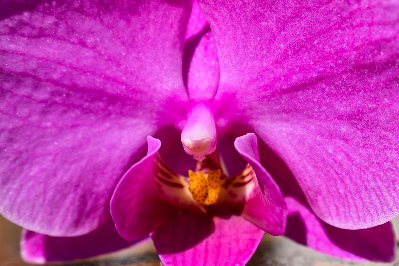 Фото Орхидеи Крупным Планом В Хорошем Качестве