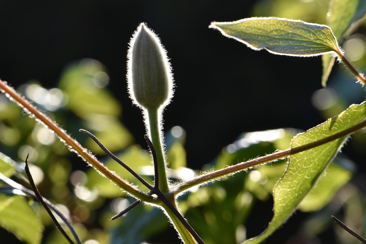 Plant Bud Flower - Free photo on Pixabay - Pixabay