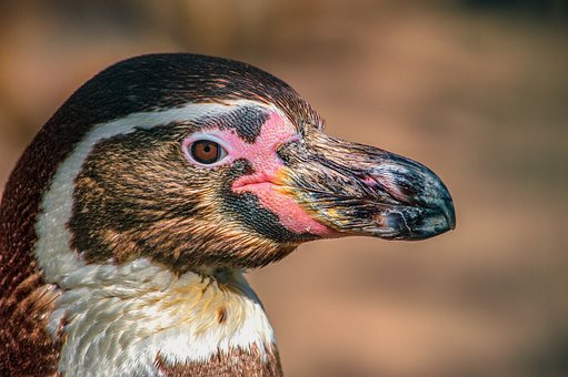 Free Penguin Bird photo and picture