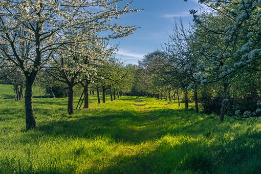 Primavera, Árvores Frutiferas, Flores