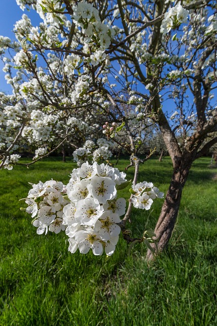 Flor, Primavera, Natureza, Prado Pomar