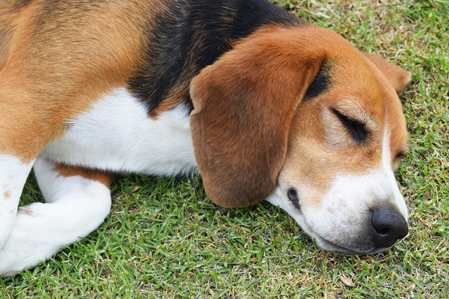 Free Dog Dog Sleeping photo and picture