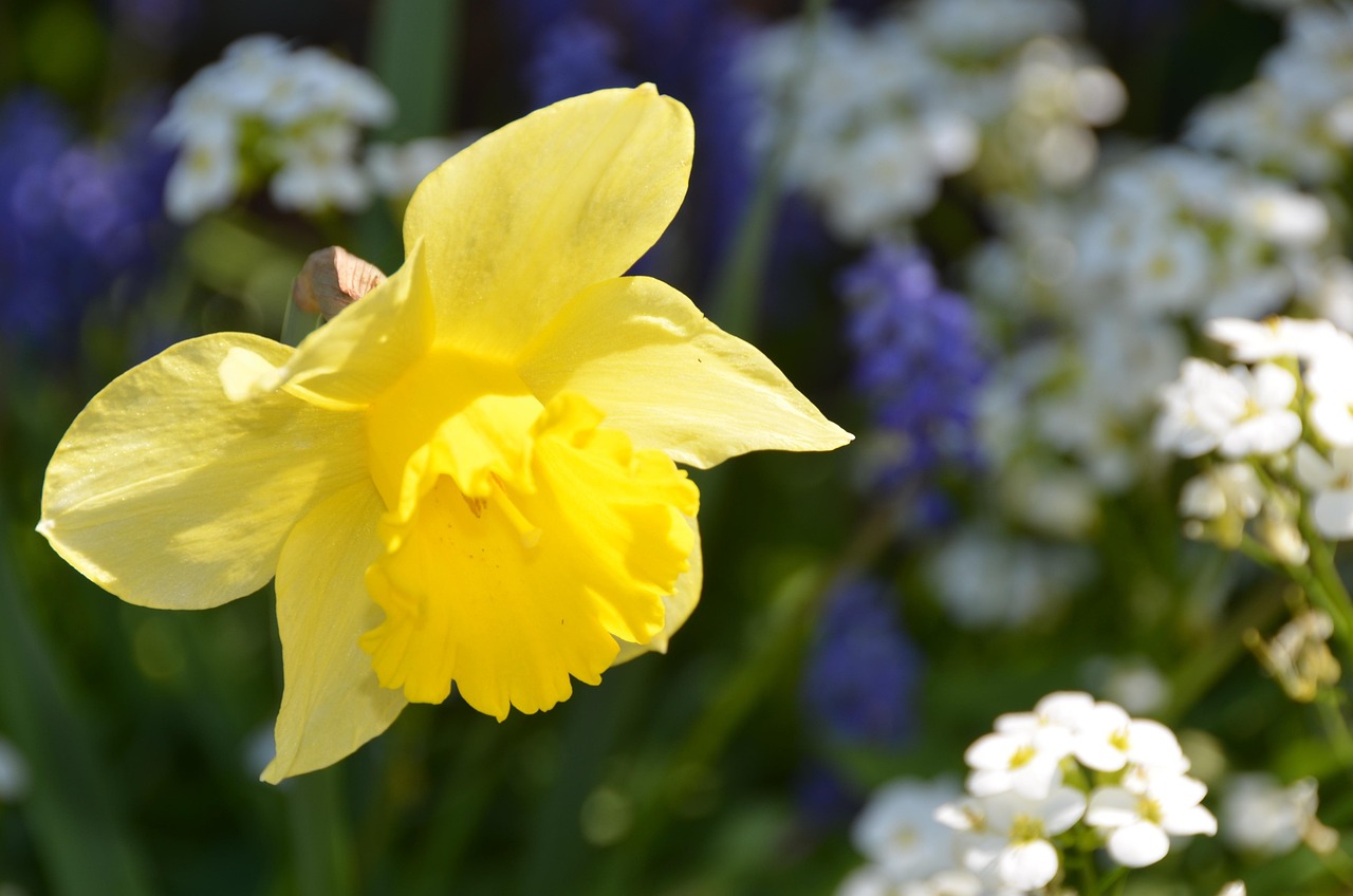 Easter Bell Yellow Spring Free photo on Pixabay Pixabay