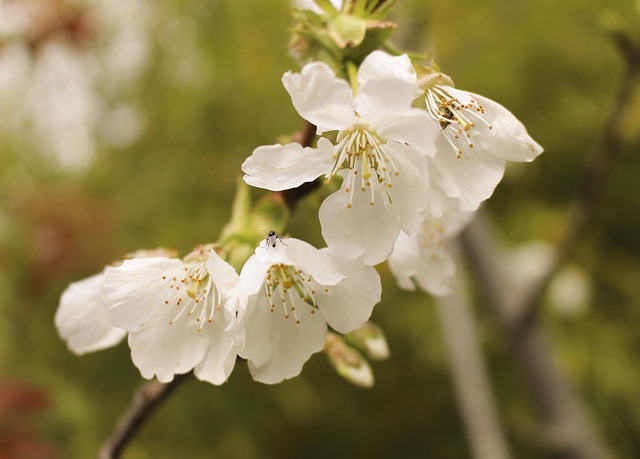 Free Flower Beautiful Flowers photo and picture
