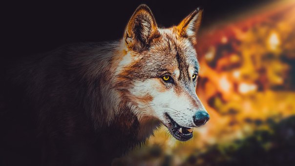 Free Wallpaper Background photo and picture