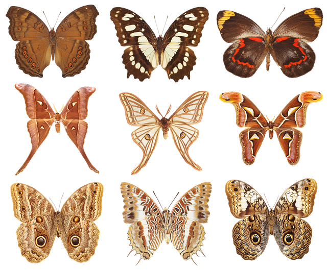 Free butterflies collection of butterflies wings illustration