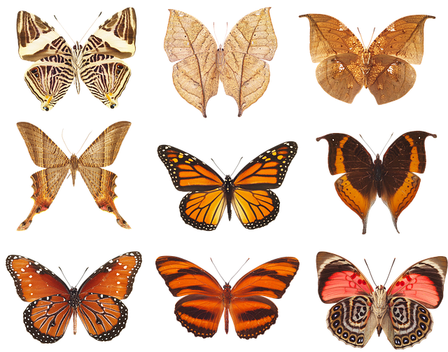 Free butterflies collection of butterflies wings illustration