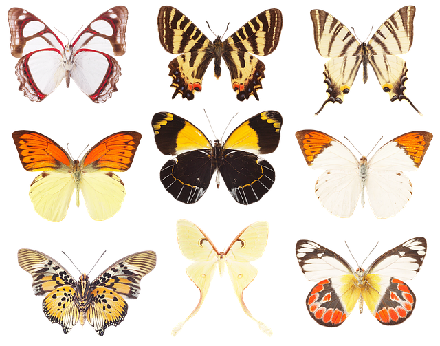 Free butterflies collection of butterflies wings illustration