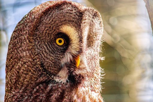 Free Bird Owl photo and picture