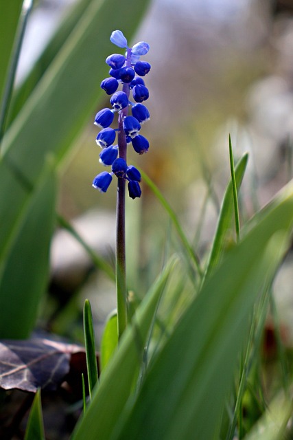 Free Szafirek Flower photo and picture