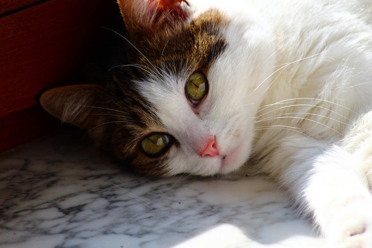 Más de 30 000 imágenes gratis de Indian Mother Pet Cat y Animal - Pixabay