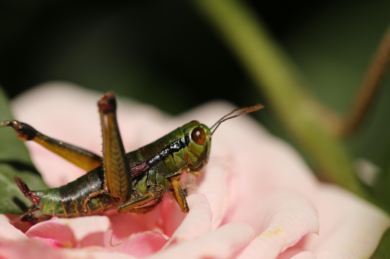 Sprin Insects Insect Flower Garden - Free photo on Pixabay - Pixabay