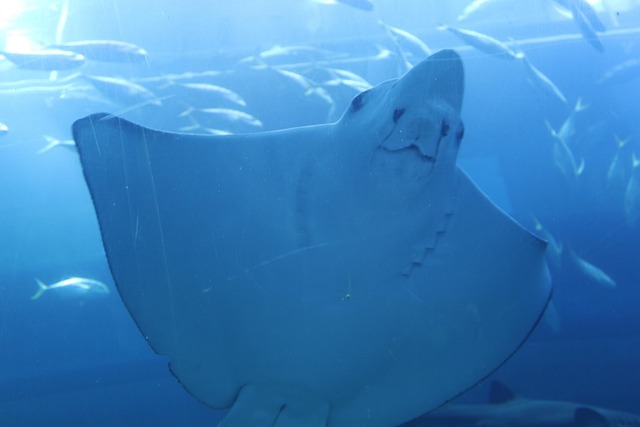 Free Aquarium Dubai Mall photo and picture