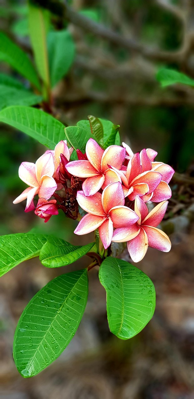 Flower Frangipani Lan Thom Free photo on Pixabay Pixabay