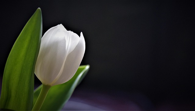 white tulips background wallpaper