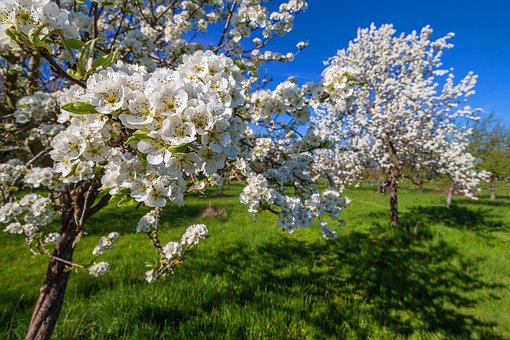 Primavera, Flores, Branco, Pétalas