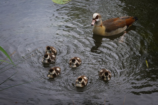 Eenden, Familie, Meer, Baby Eendje