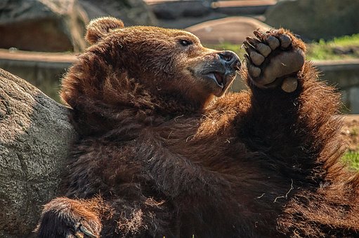 Free Bear Predator photo and picture