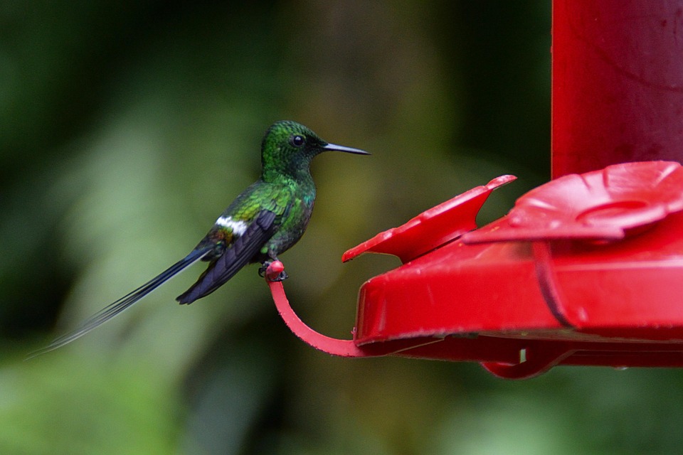 Ave Colibrí Naturaleza - Foto gratis en Pixabay - Pixabay