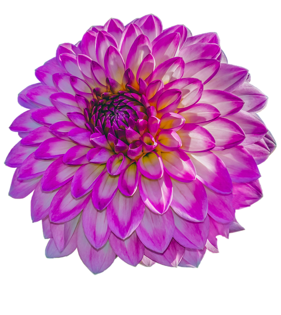 Free Very Beautiful Plants photo and picture