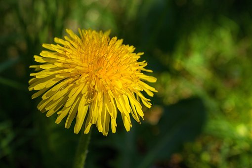 Dente-De-Leão, Natureza