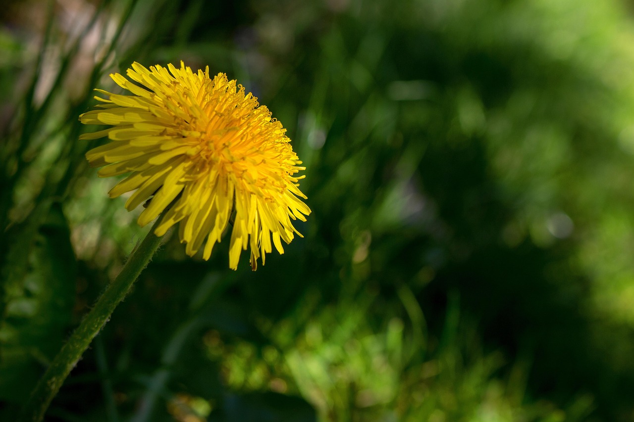 Dandelion - free online jigsaw puzzle photo