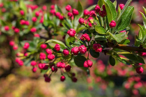Primavera, Botão, Flor, Vermelho