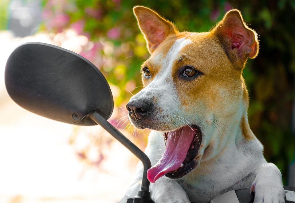 Hewan Peliharaan Anjing Foto Gratis Di Pixabay
