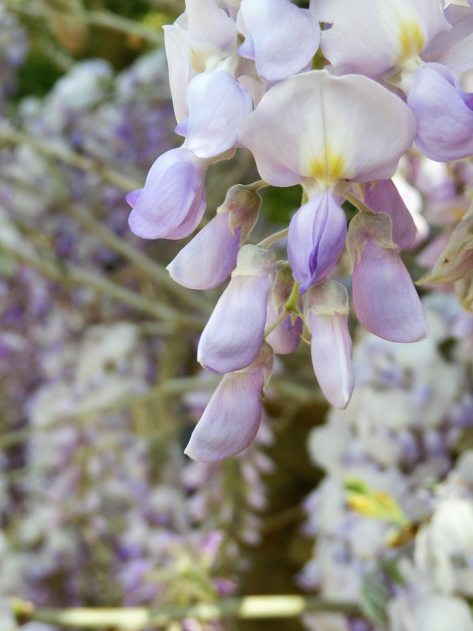 Wisteria Wysteria Flower Free photo on Pixabay Pixabay