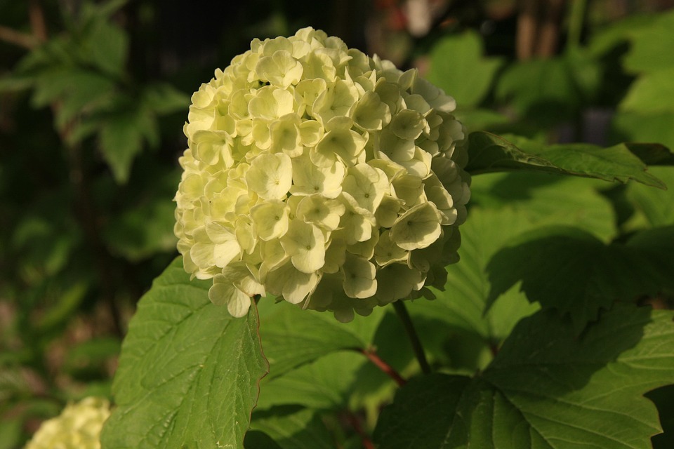 ブルヅファ 花 仏ヘア Pixabayの無料写真