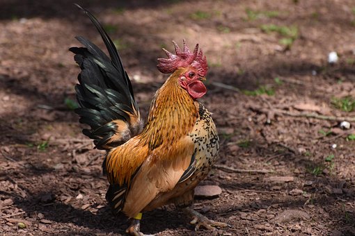 Free Chicken Hen photo and picture
