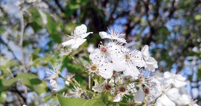 Free Flowers Blooming photo and picture