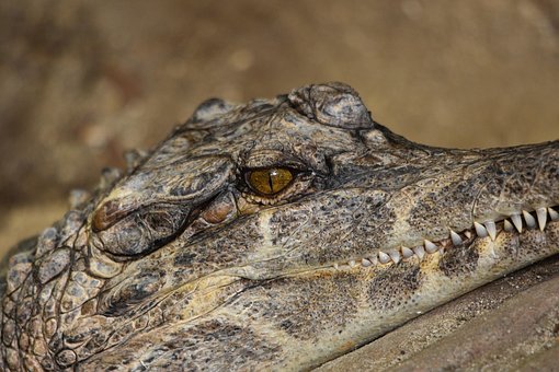 Free Crocodile Eye photo and picture