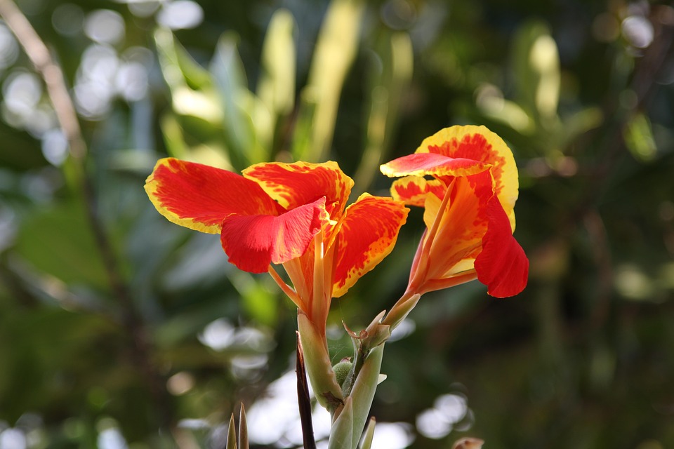 Lilies Flower Close Up Free photo on Pixabay Pixabay