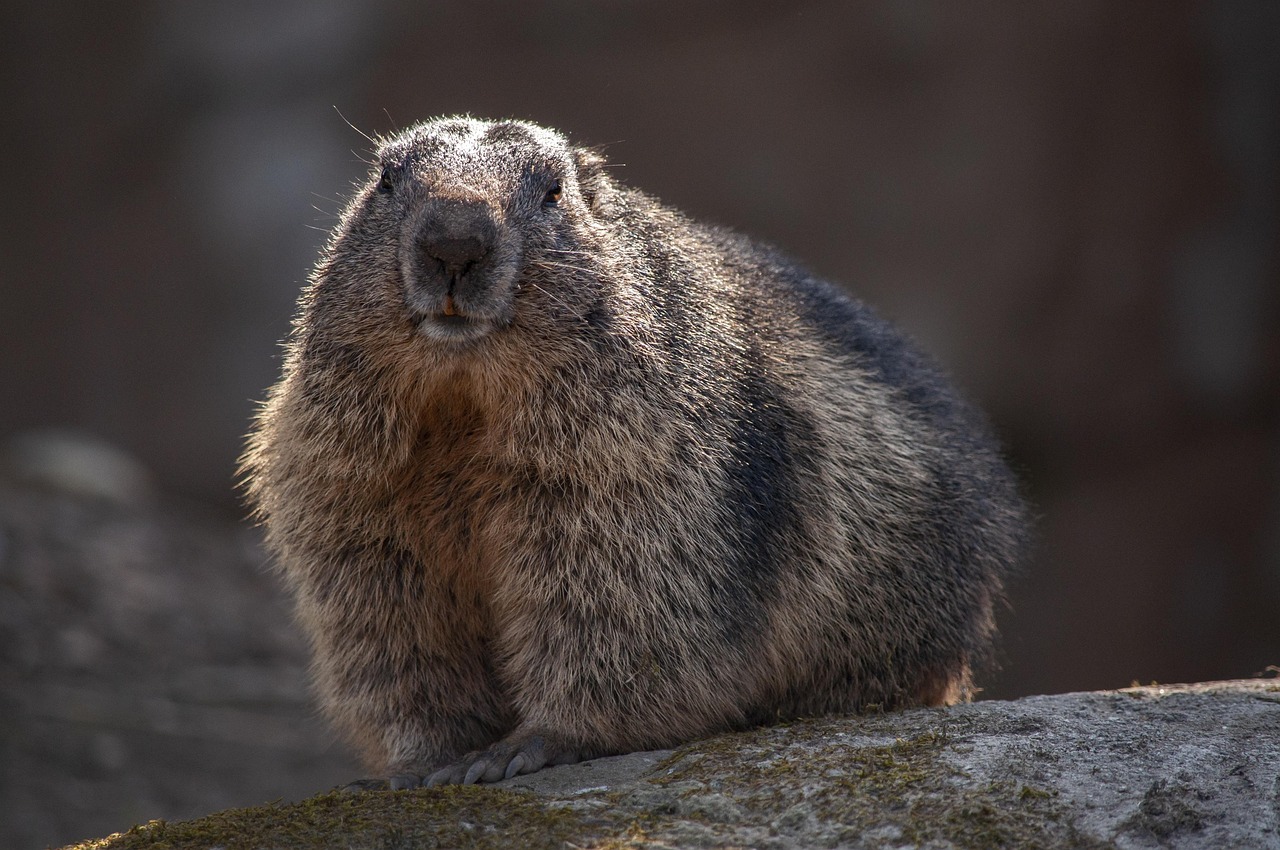 Marmot Gnawer Animal Free Photo On Pixabay Pixabay Marmot Gnawer Animal Free Photo On Pixabay Pixabay