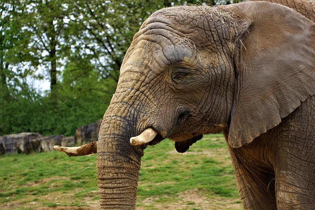Free Elephant Zoo photo and picture