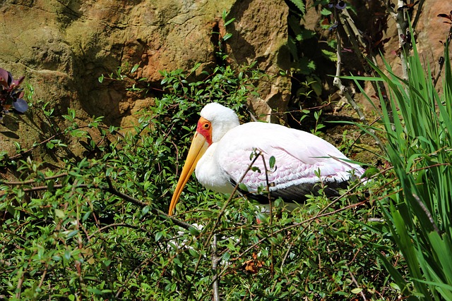 Free Stork Bird photo and picture