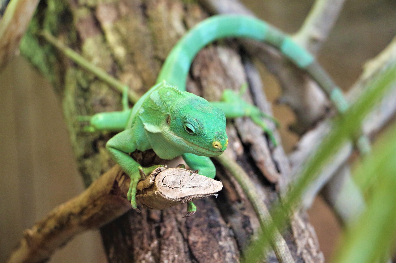 Iguana Of Fiji Islands Zoo - Free photo on Pixabay - Pixabay