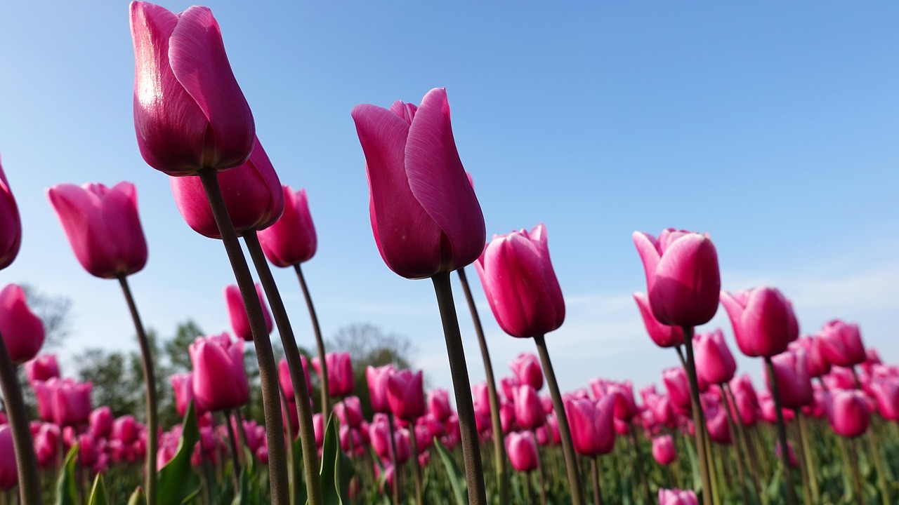 tulips, pink, tulip fields, nature, bulb netherlands, bulb, spring, holland, bloom, bulbs, dutch landscape, flower bulbs