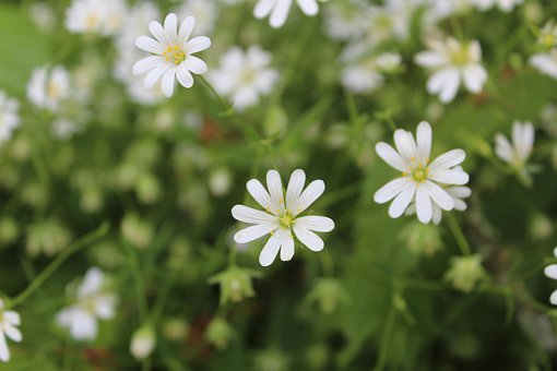 Free Flower White Flower photo and picture